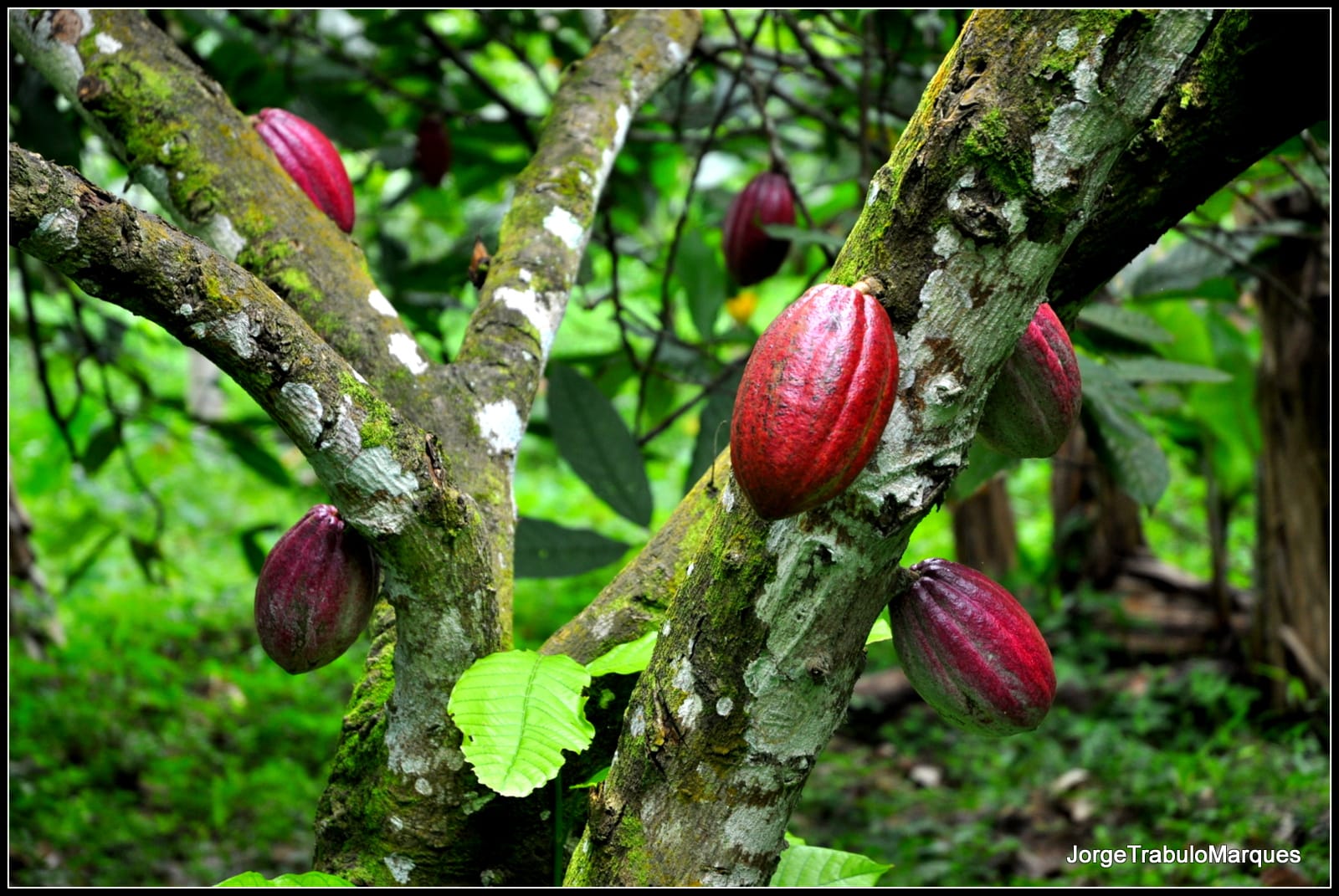 Riqueza da Terra